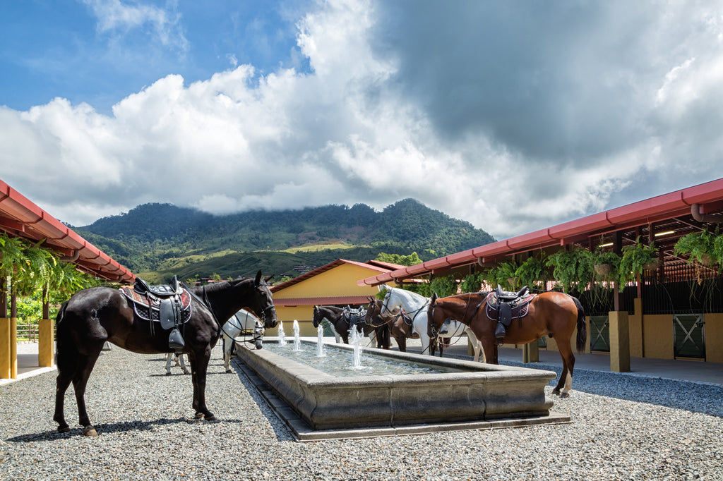 Equine Experiences