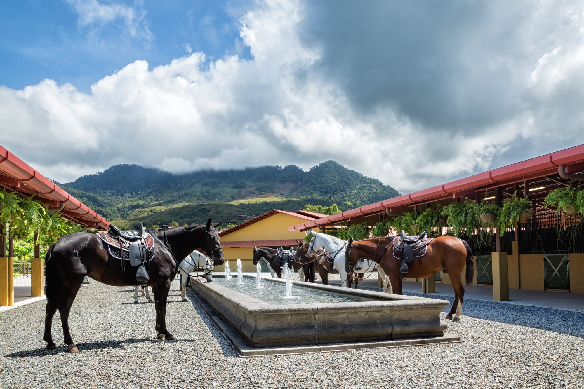 Equine Experiences