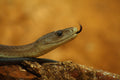 Black Mamba
