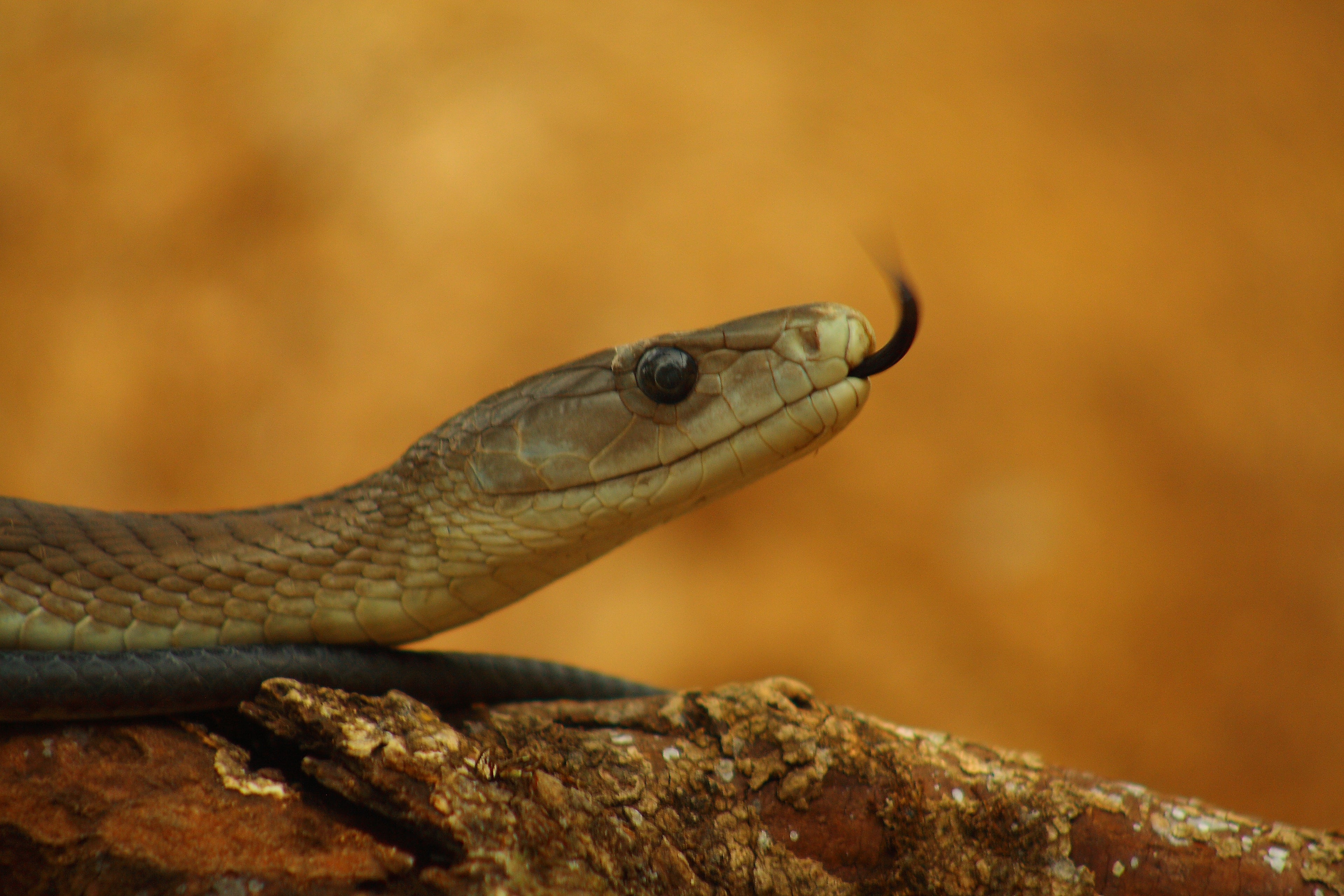 Black Mamba