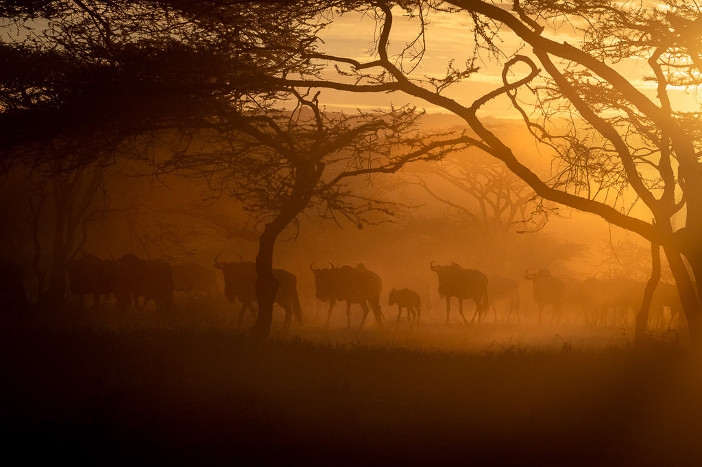 Gnu through the trees