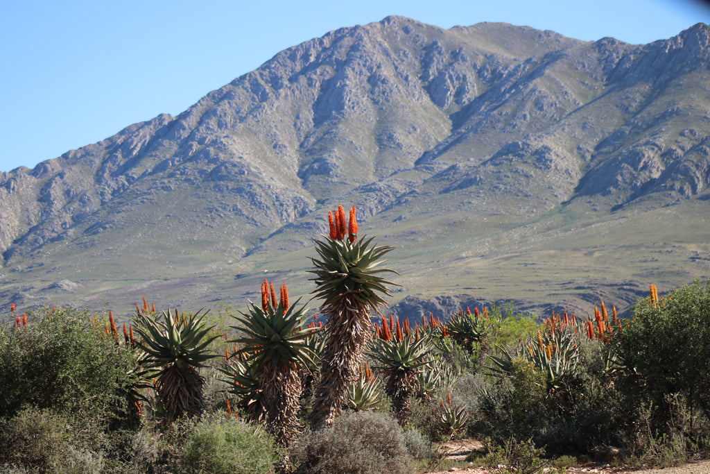 Swartberg Mountain