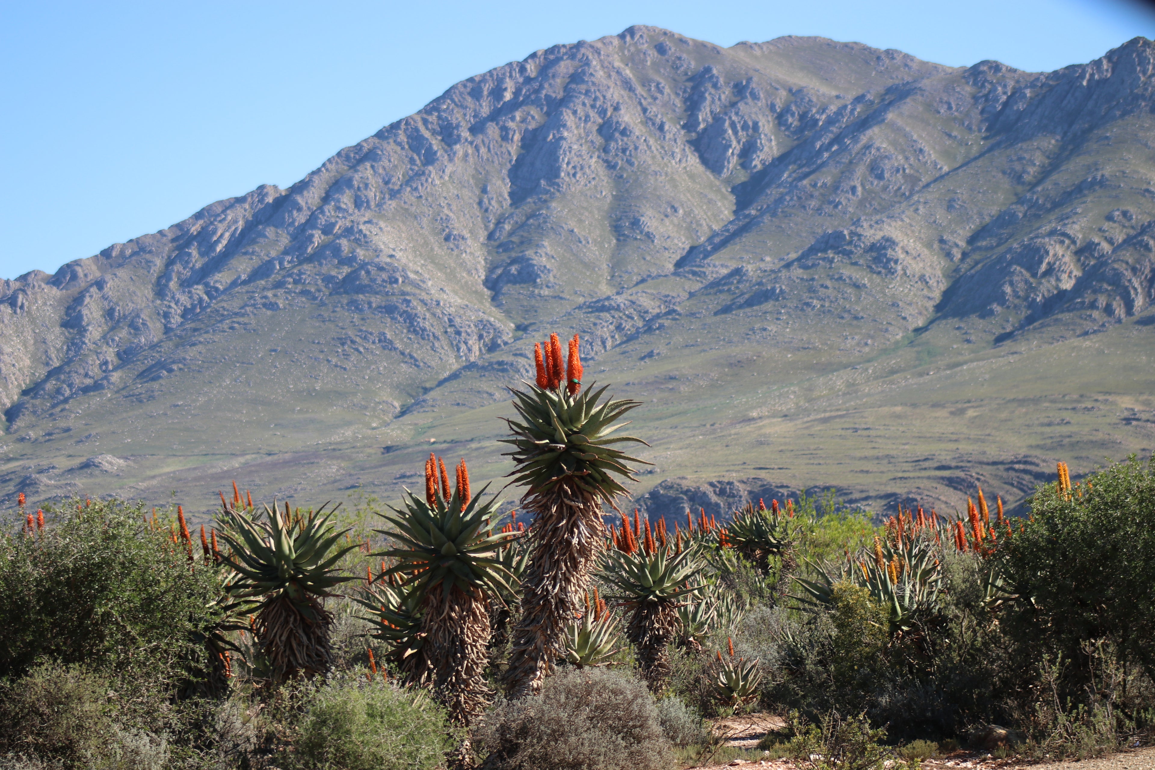 Swartberg Mountain