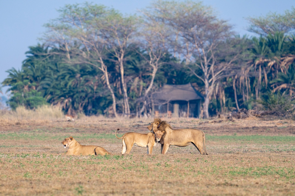 Lions in front of Busanga Plains Camp