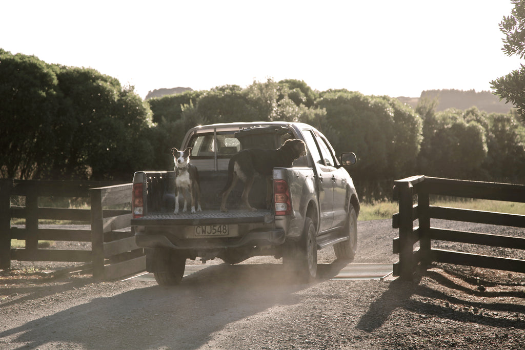 Wharekauhau Farm Tour