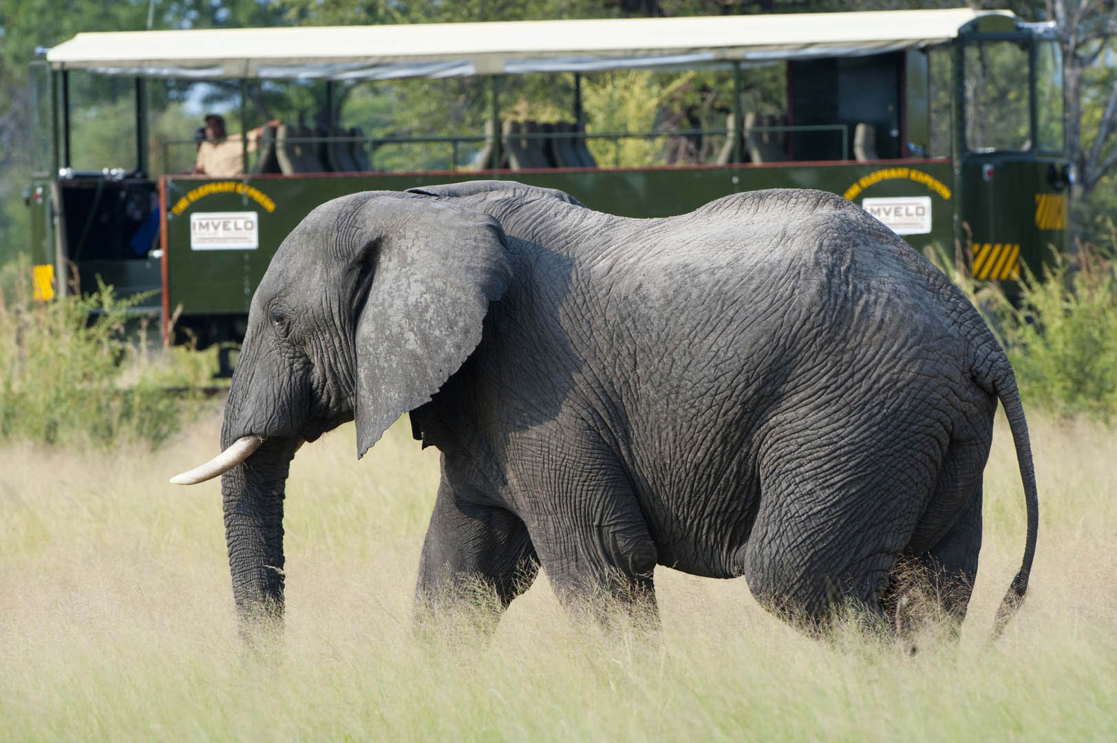 The Elephant Express
