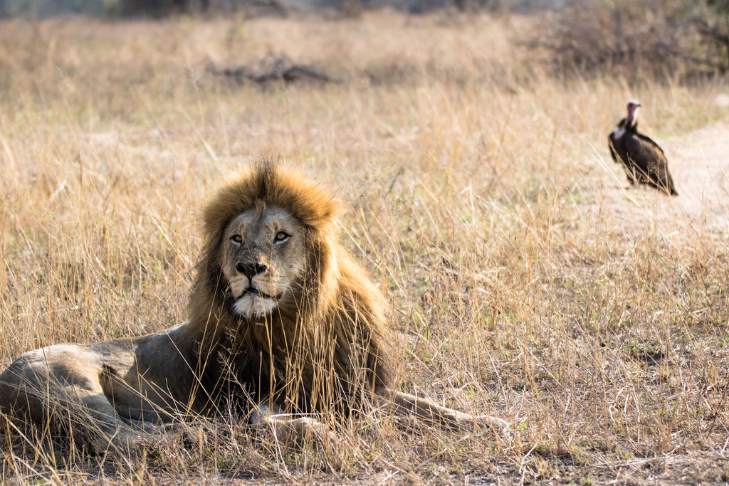 Territorial males