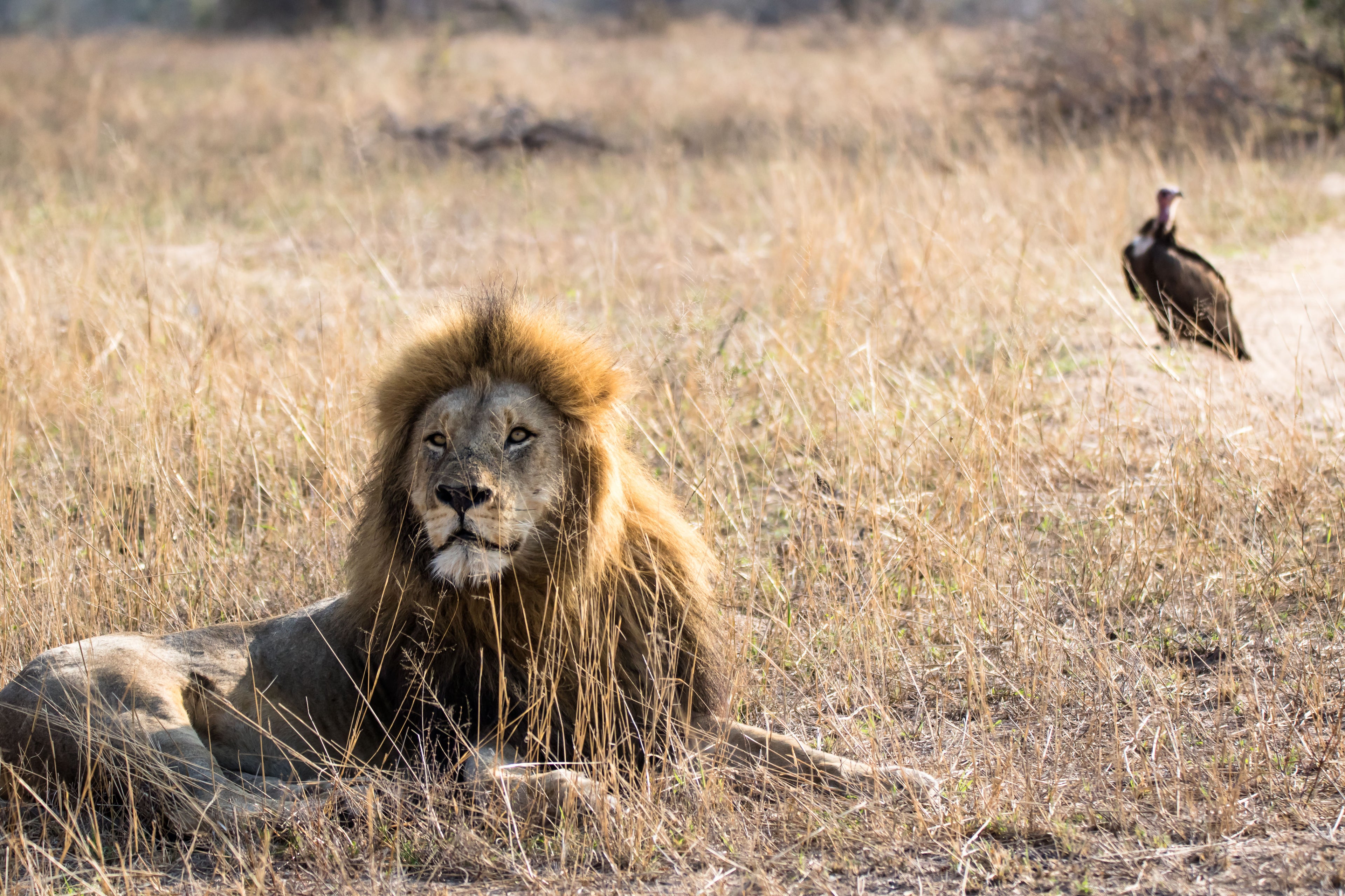 Territorial males
