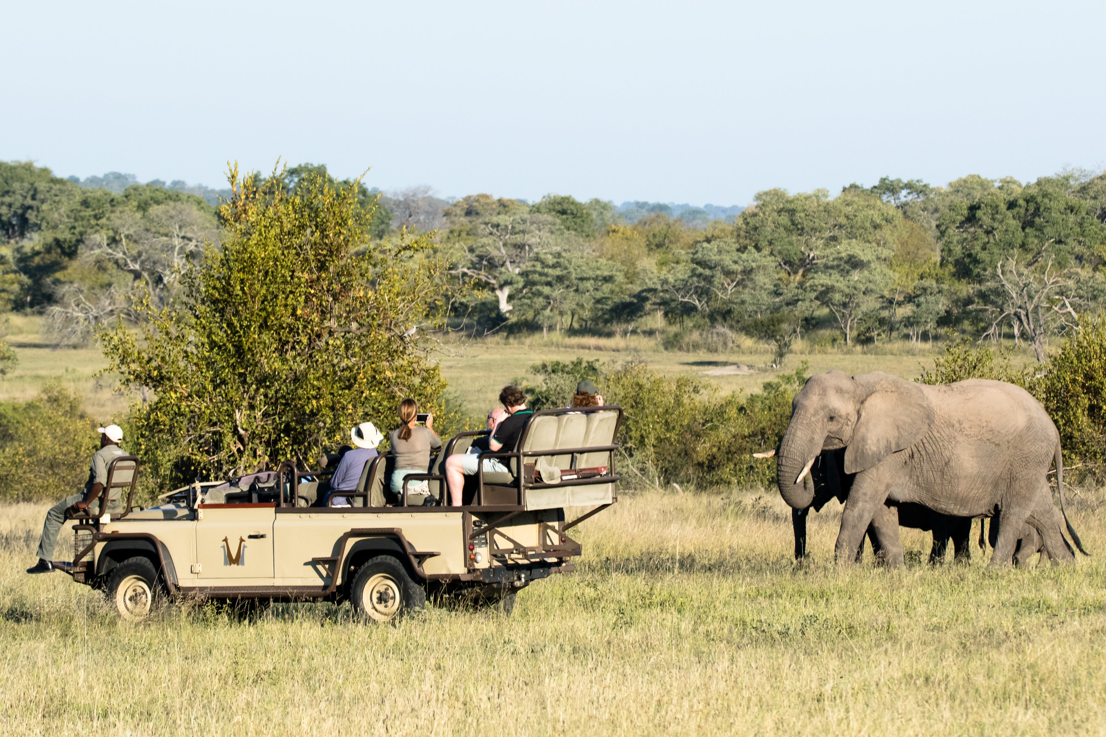 Elephant introduction