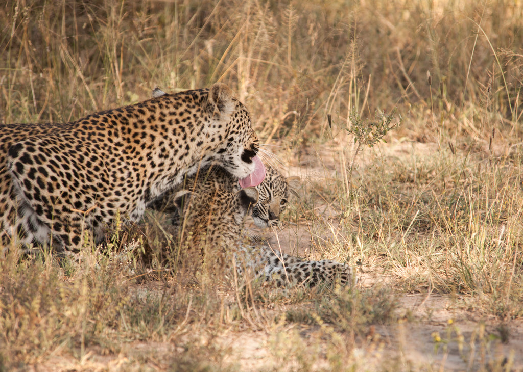 Chitwa leopards and cubs