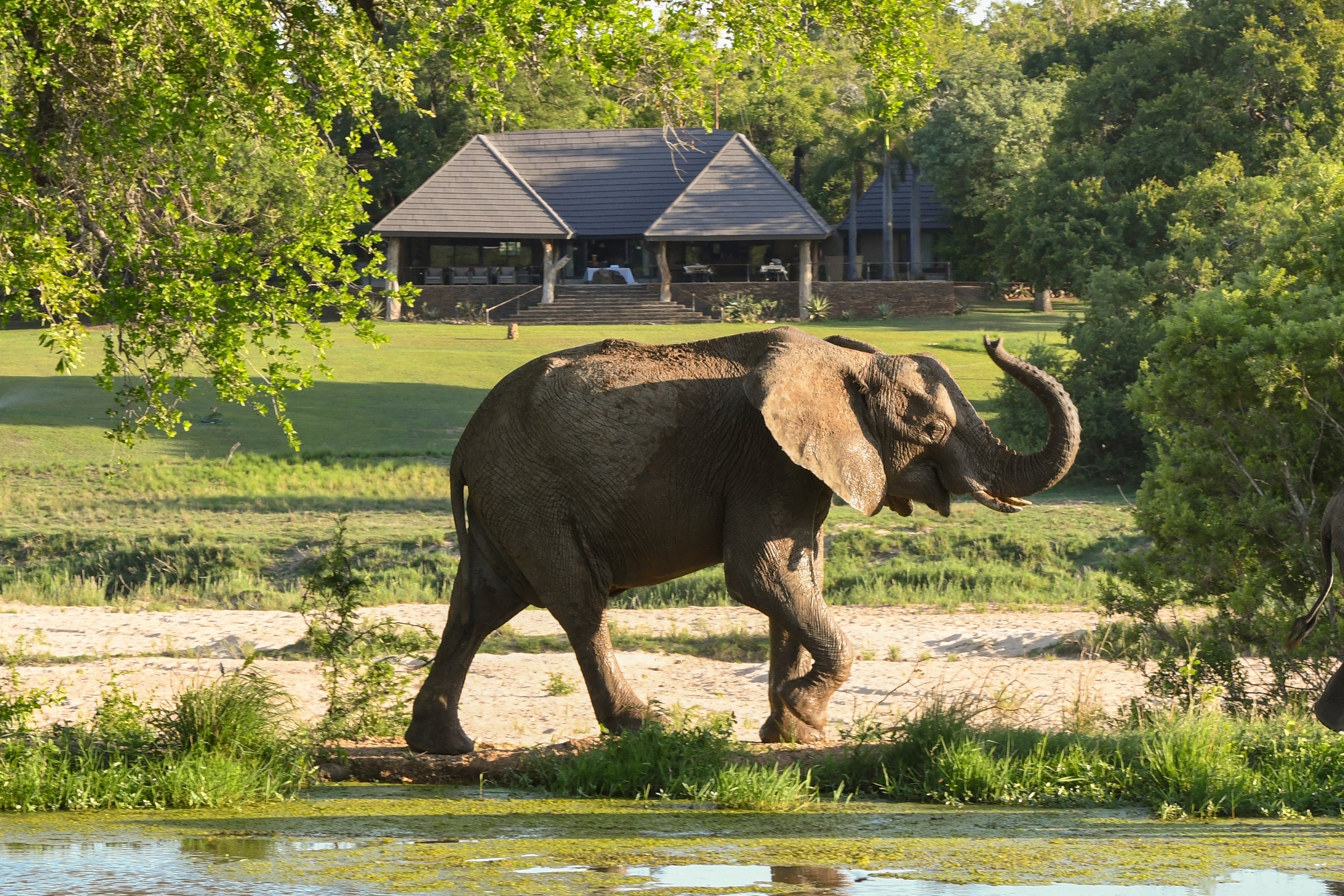 Inyati Game Lodge, Sabi Sand Nature Reserve