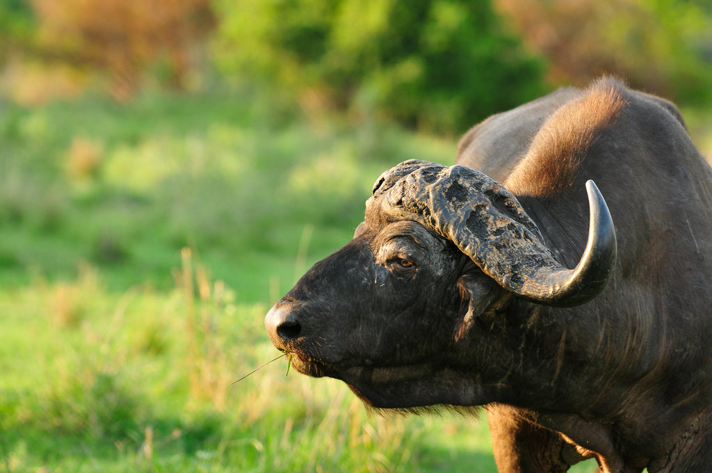 #inyatisafari