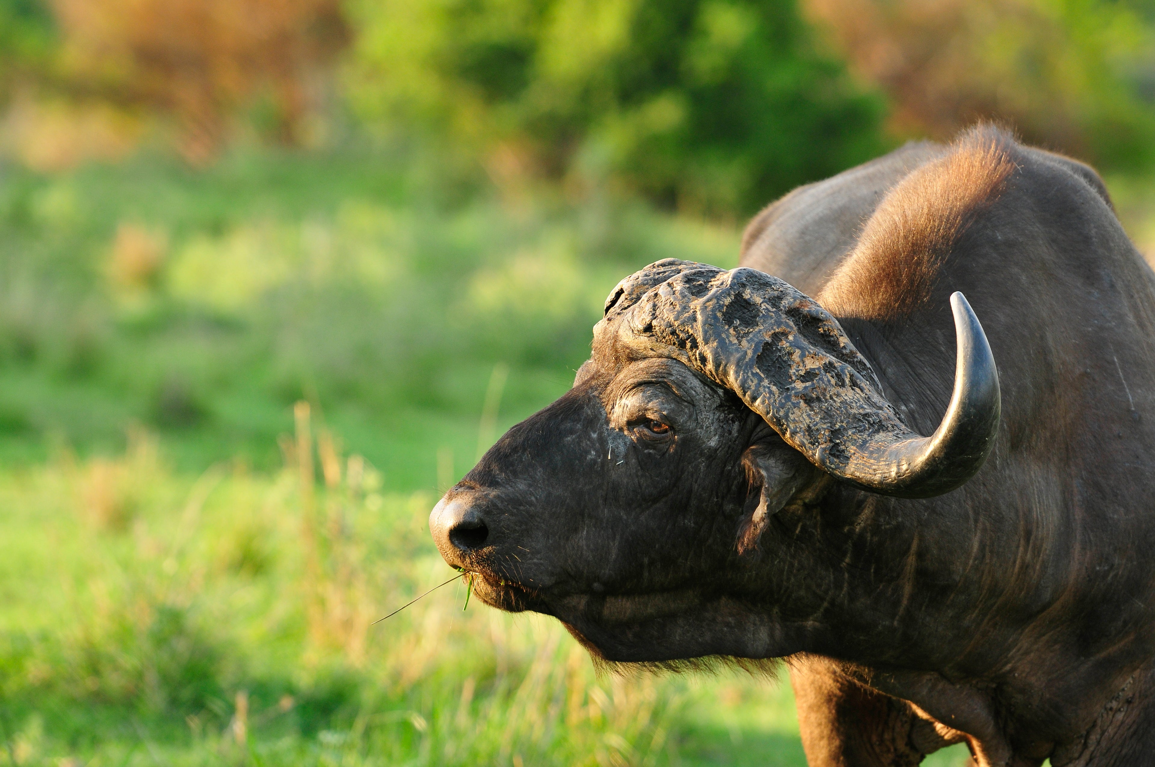 #inyatisafari