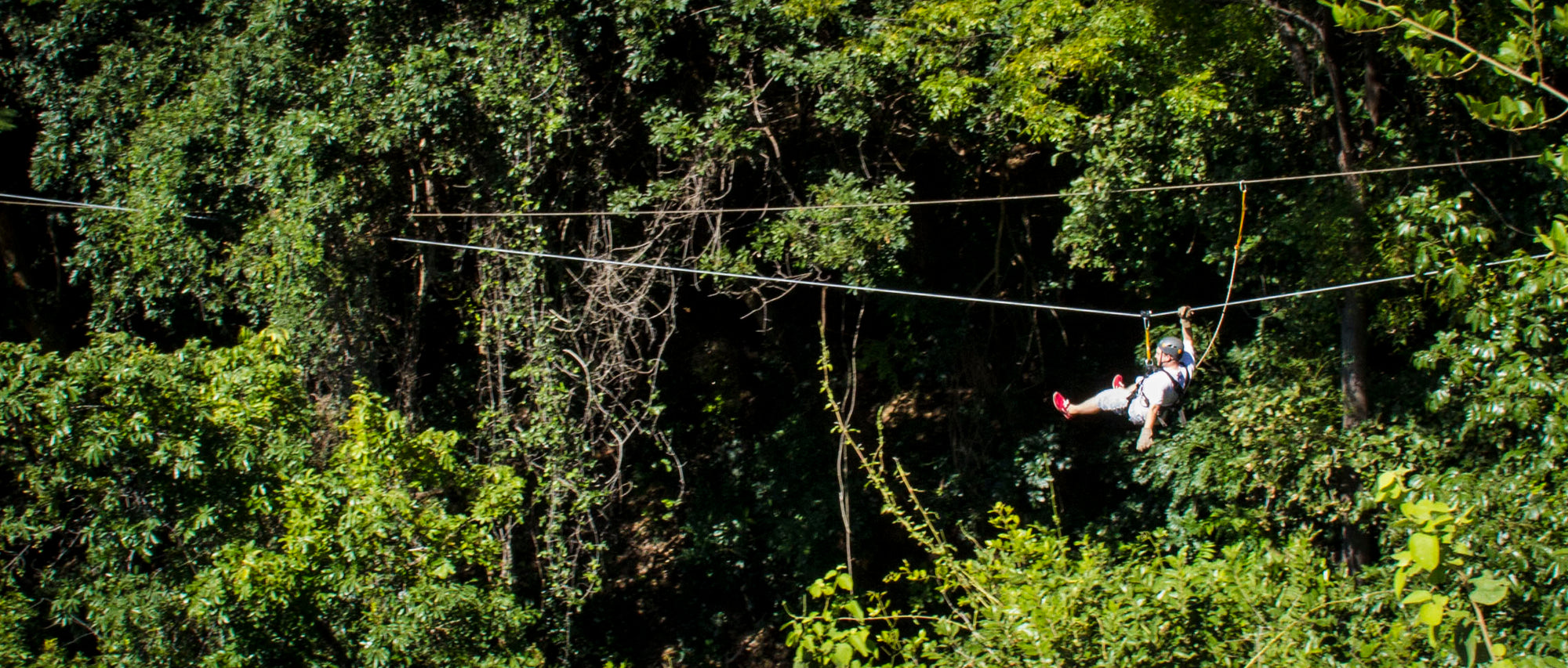 Enjoy great views of the canopy