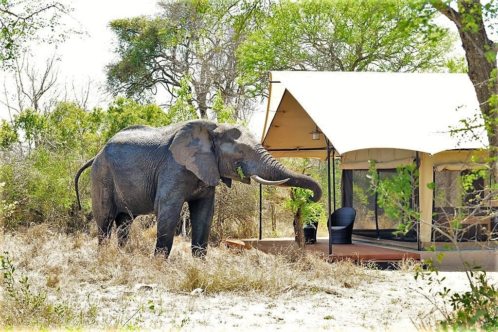 Honeyguide Khoka Moya Tented Camp