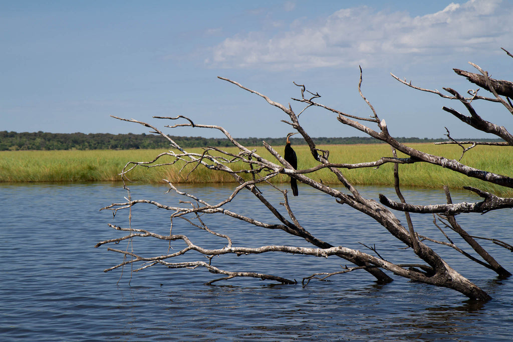 Chobe River Cruise - Bird