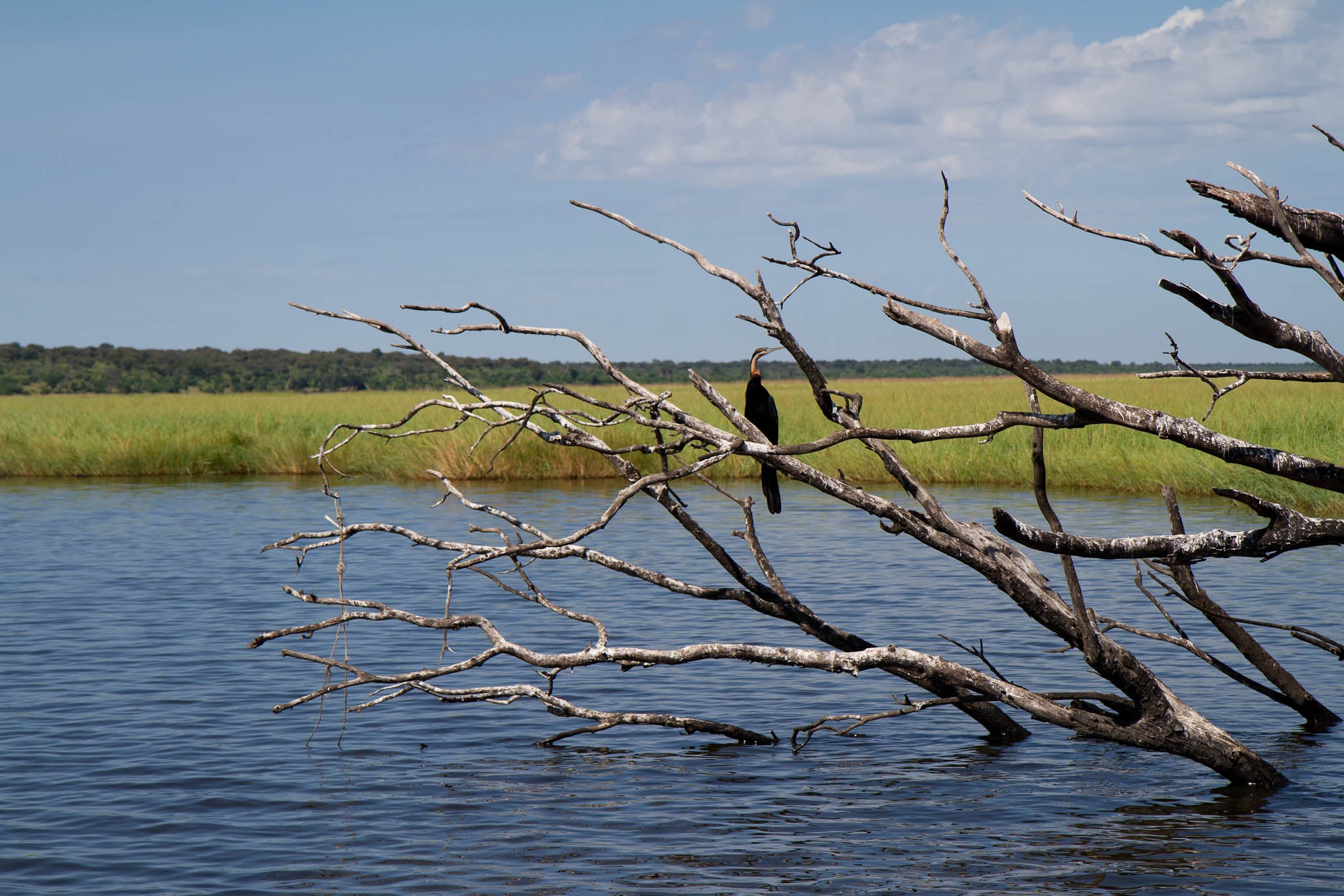 Chobe River Cruise - Bird