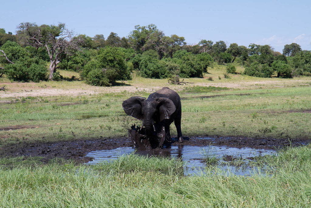 Baby Ele Playing in Mud