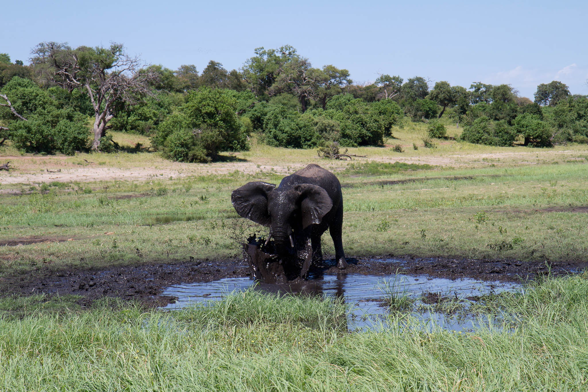 Baby Ele Playing in Mud