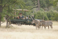 Zebra's in Mosi-ao-Tunya National Park