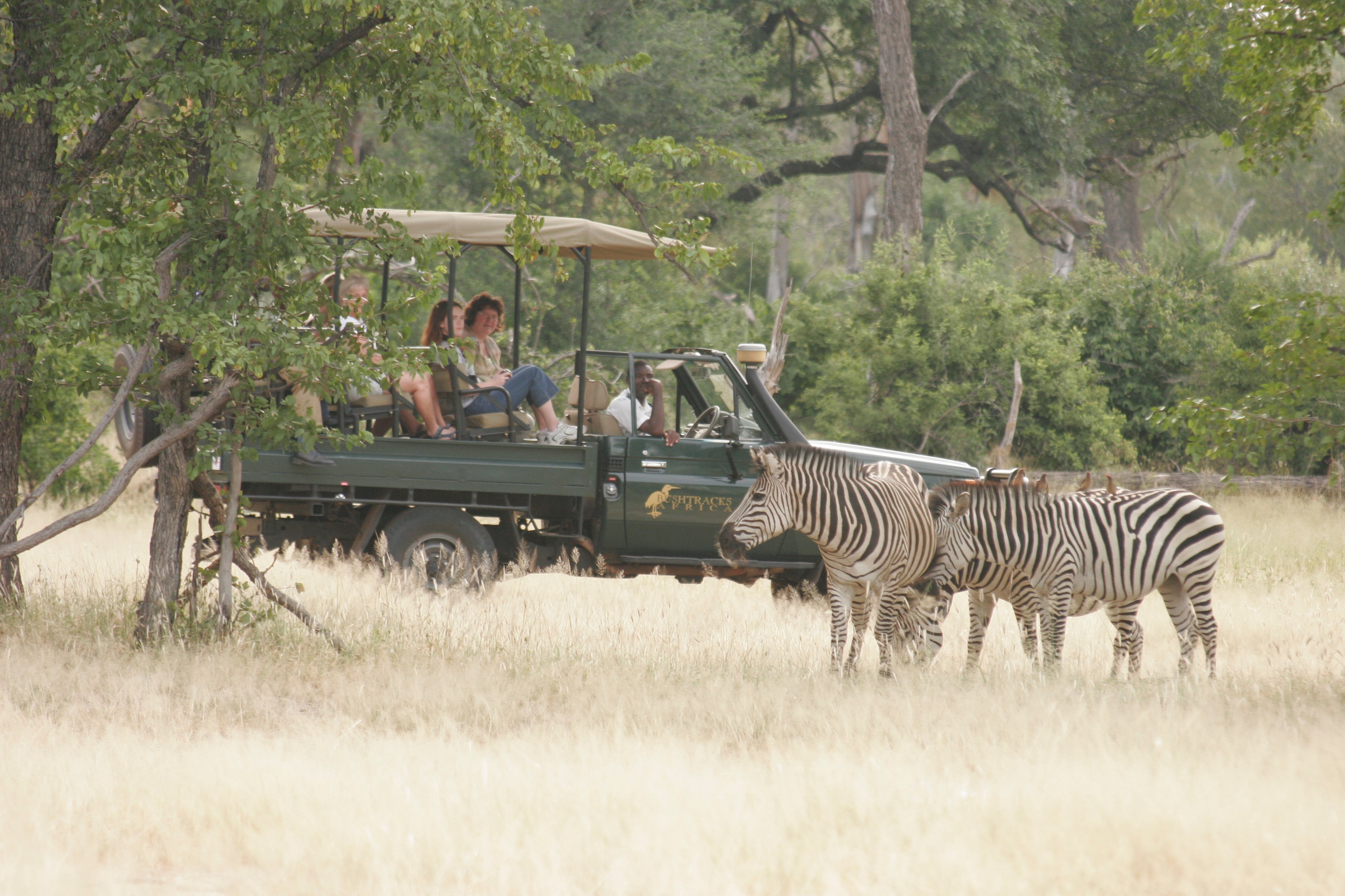 Zebra's in Mosi-ao-Tunya National Park