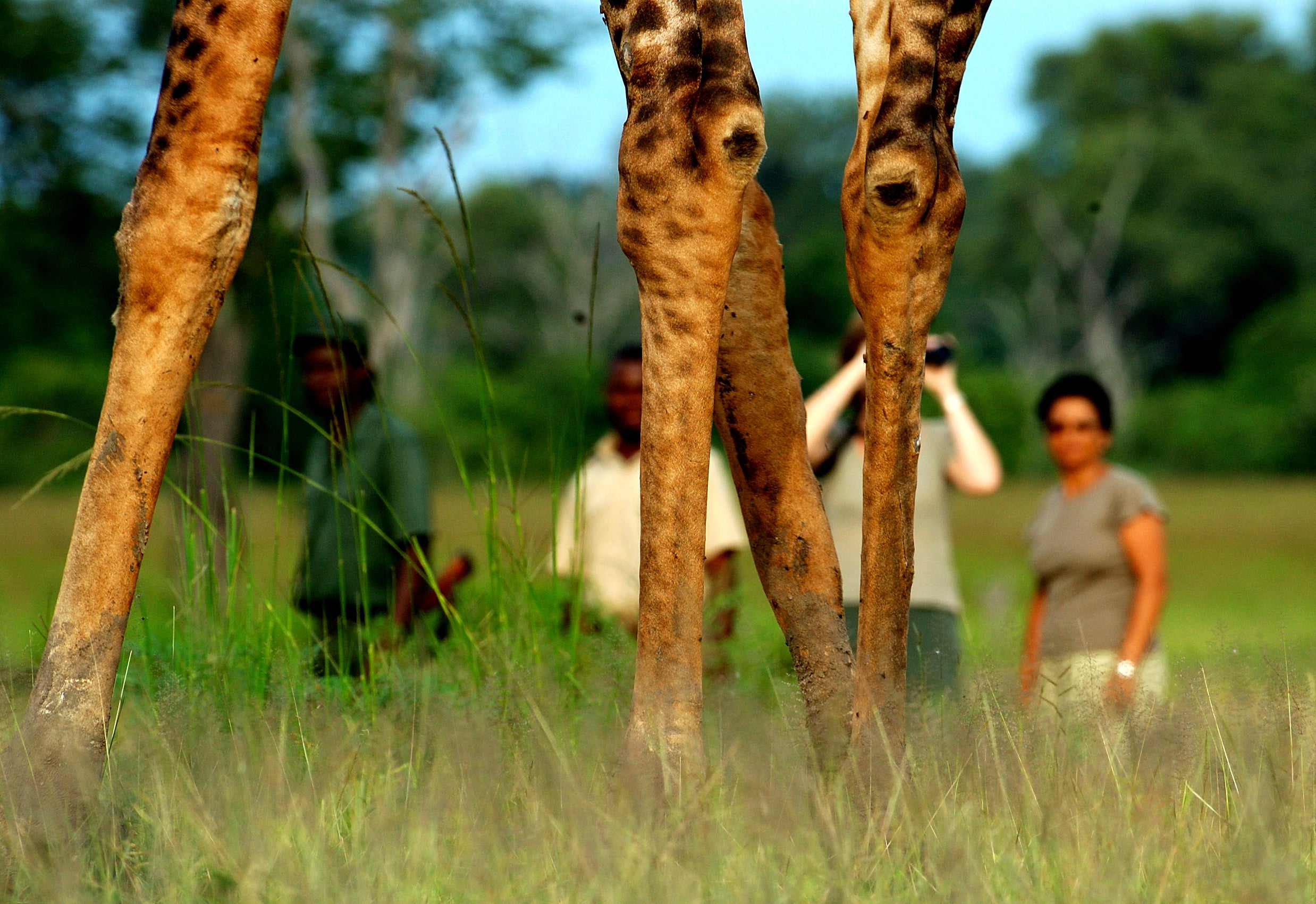 walking safari