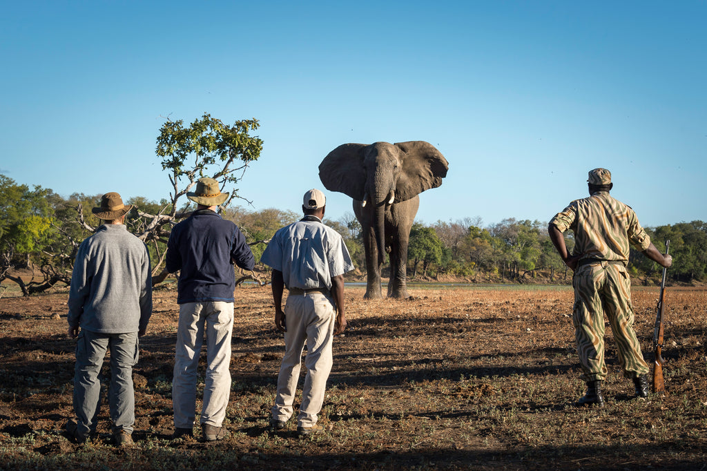 Walking safari