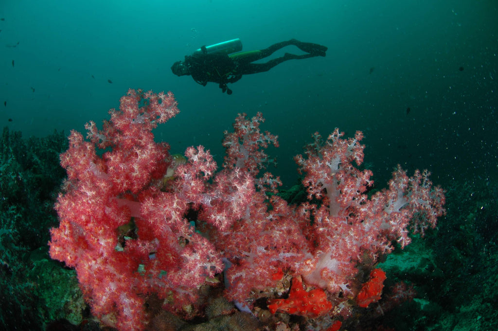 Diving