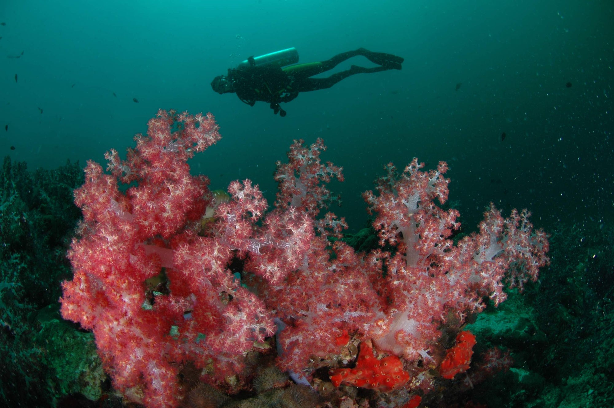 Diving