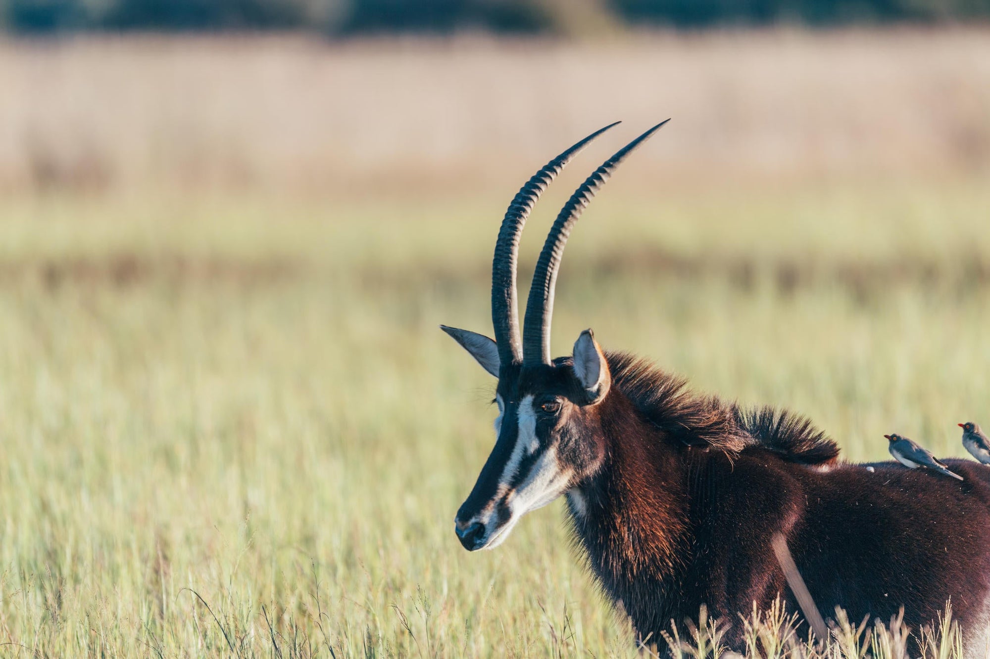 Game Drives  gallery image 8