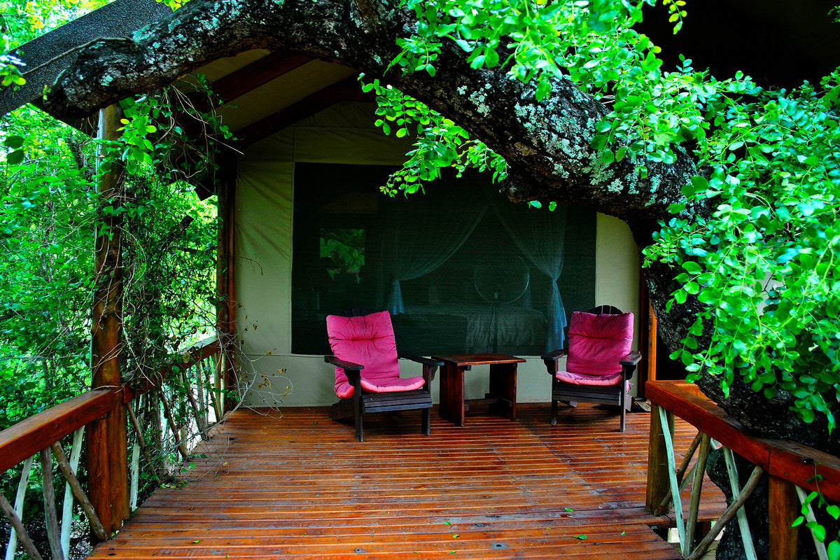 Lion Tree Top Lodge