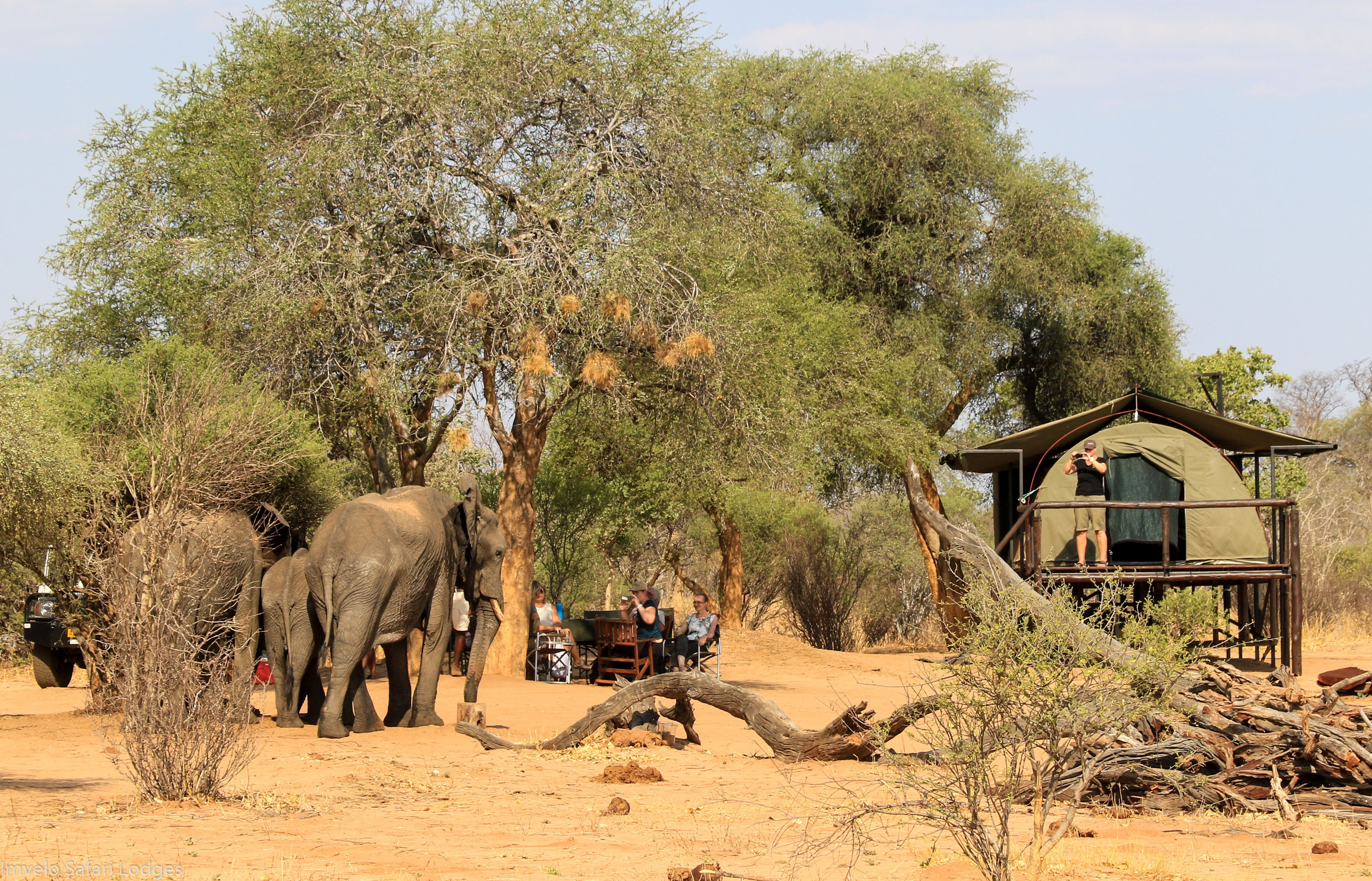 Dining with the elephants at Jozi