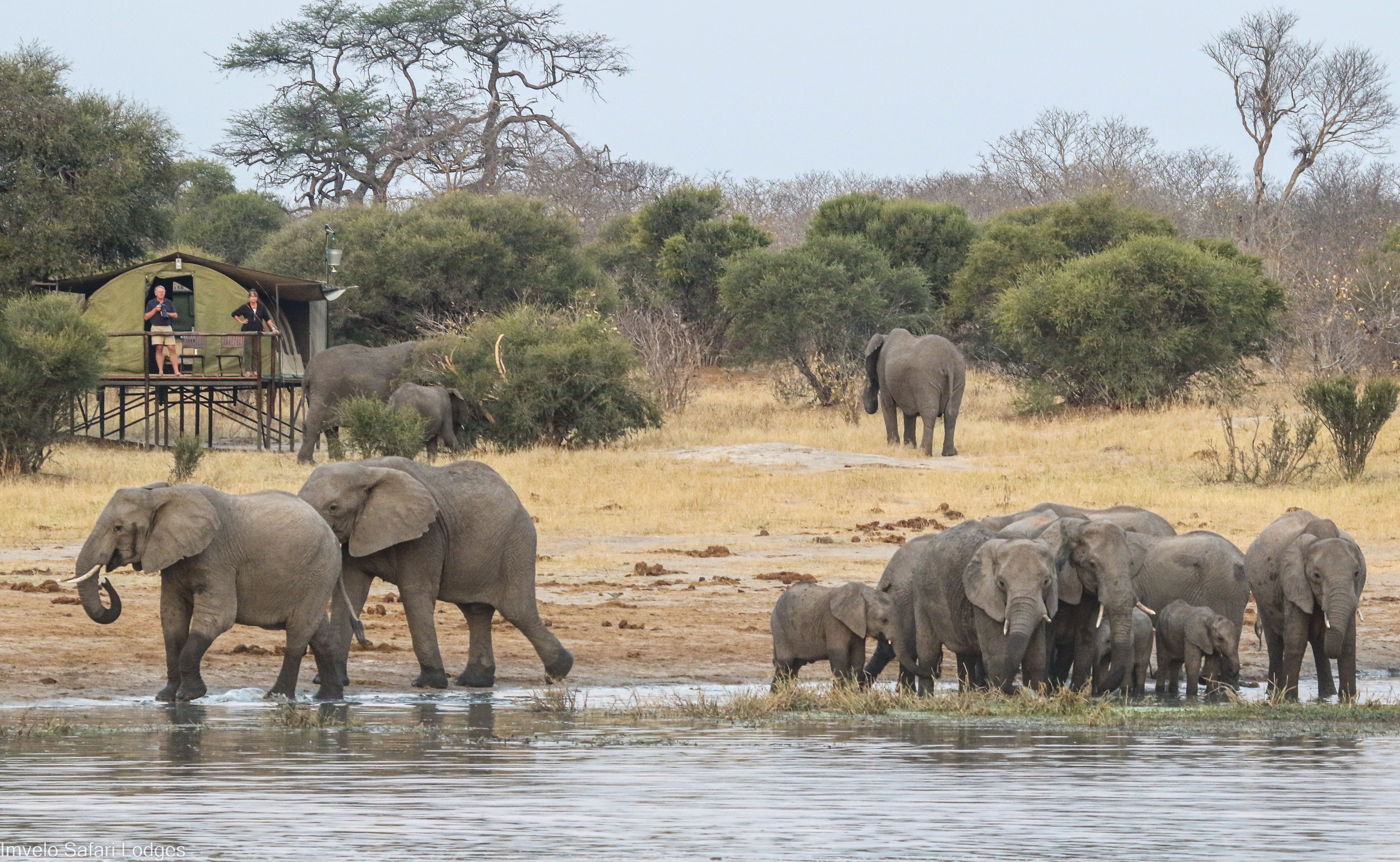 Elephants drinking at Steve's Pan at Jozi