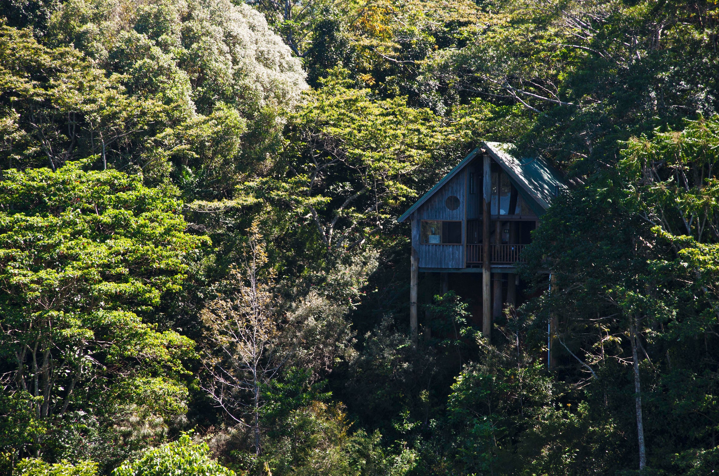 Studio Treehouse