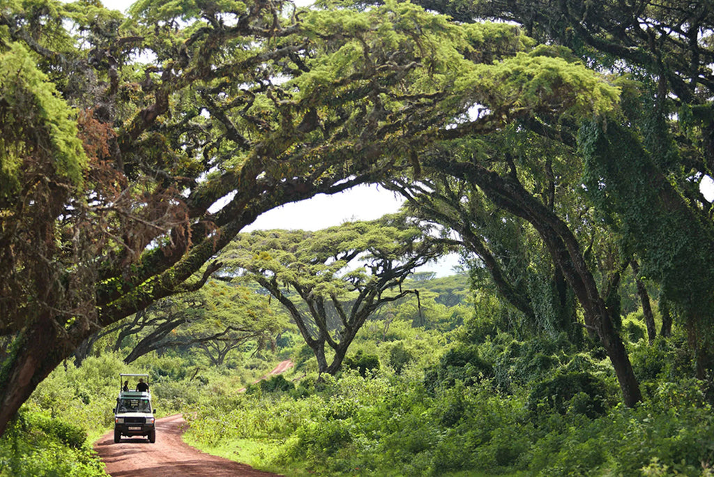 The Highlands - Game Drive at The Highlands, Ngorongoro Crater, Tanzania.