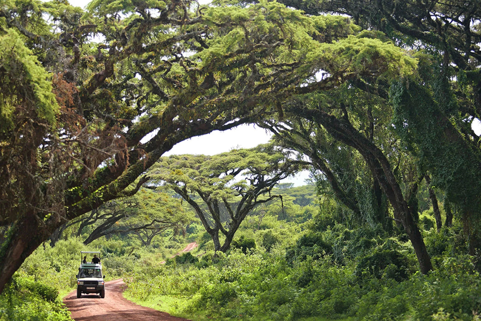 The Highlands - Game Drive at The Highlands, Ngorongoro Crater, Tanzania.