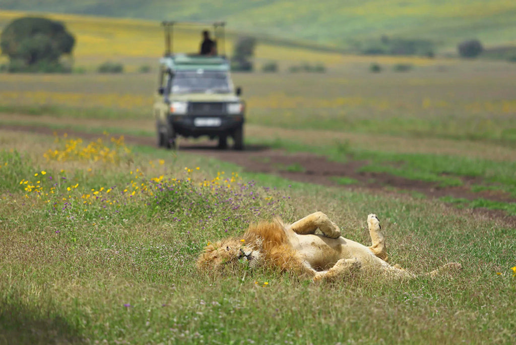 The Highlands - Lion Sighting on a Game Drive at The Highlands, Ngorongoro Crater, Tanzania.