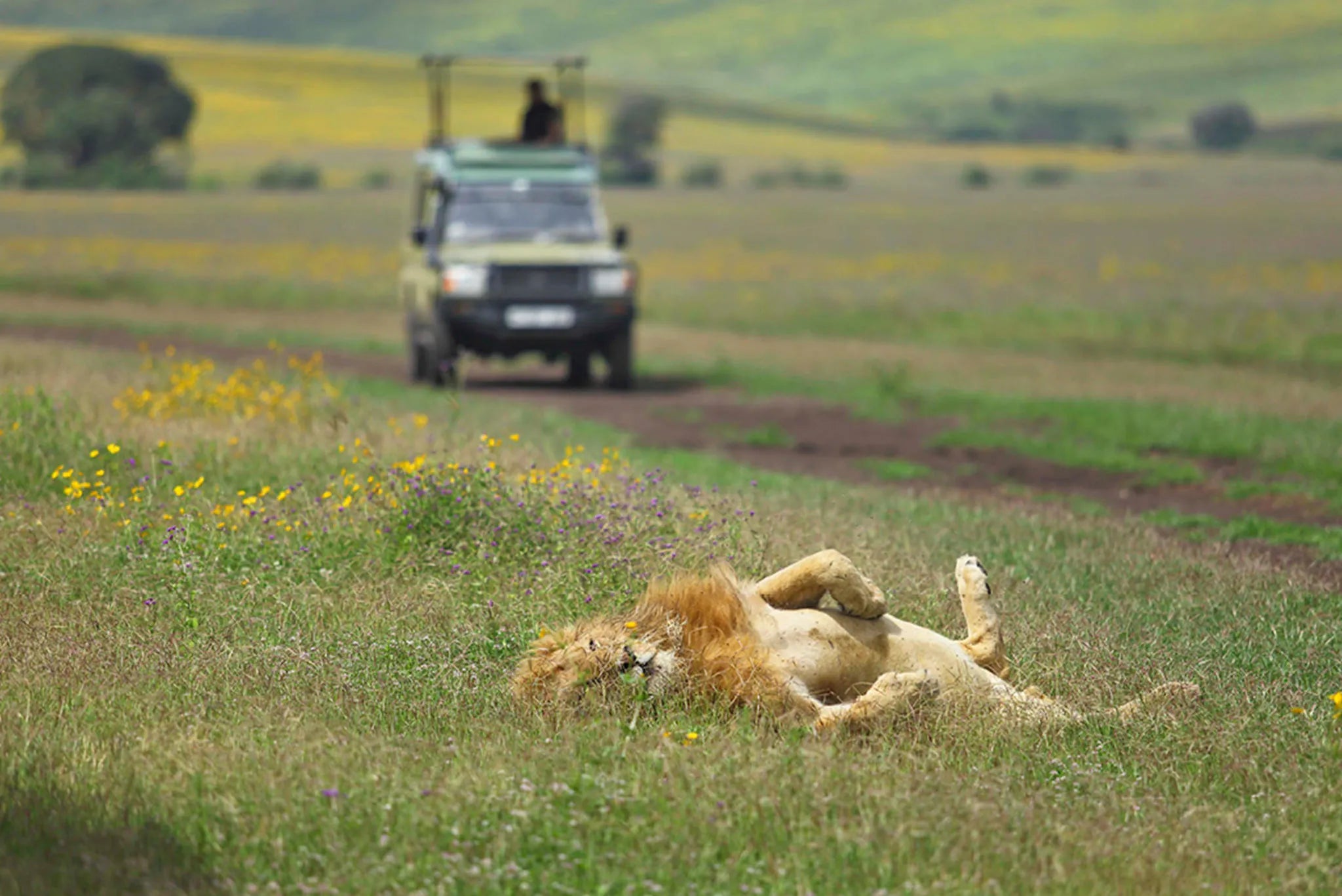 The Highlands - Lion Sighting on a Game Drive at The Highlands, Ngorongoro Crater, Tanzania.