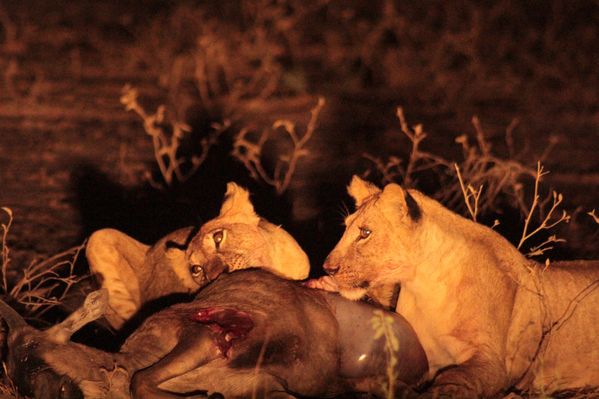 Optional - Night Safari