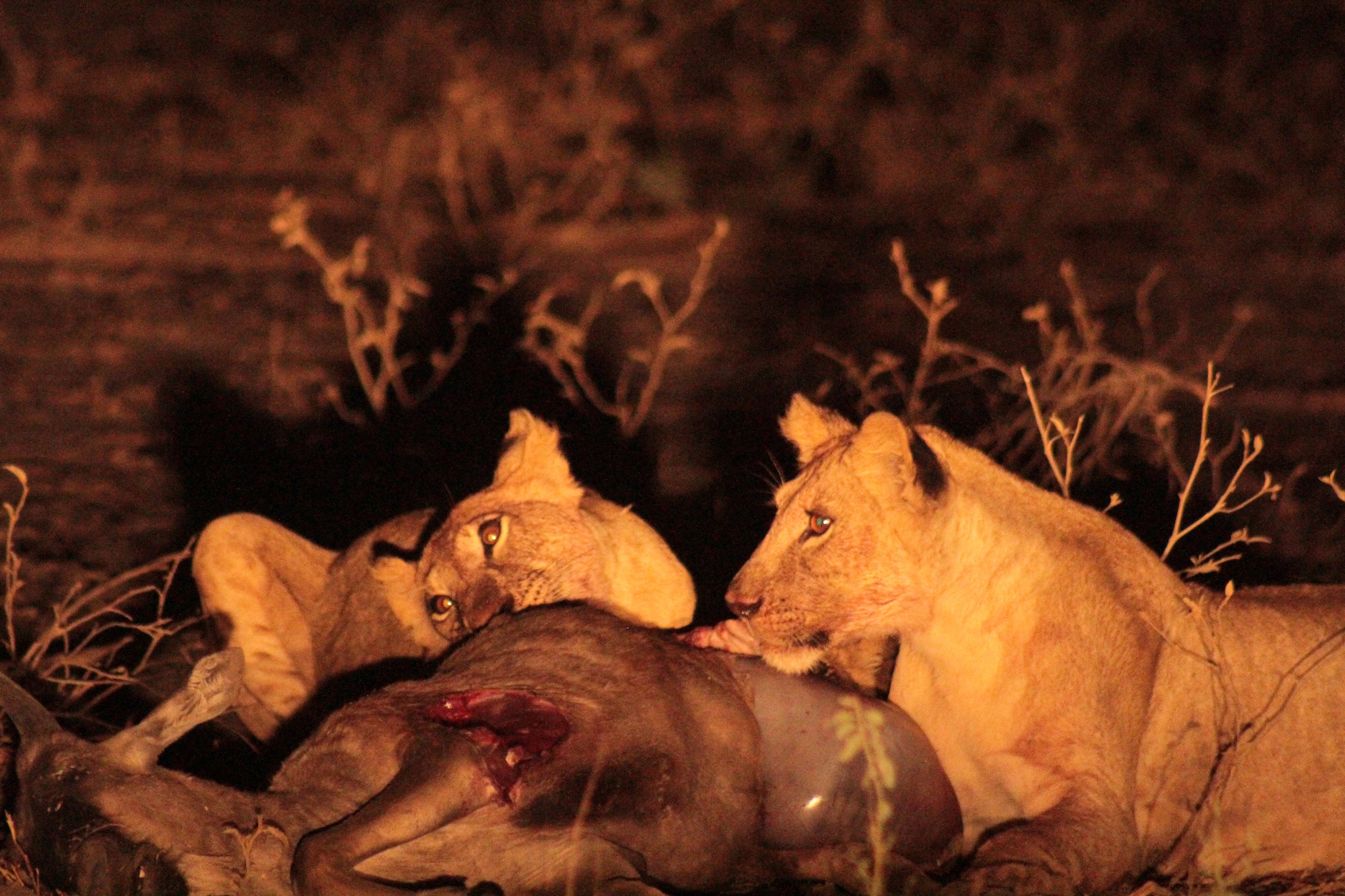 Grumeti Hills — Optional - Night Safari