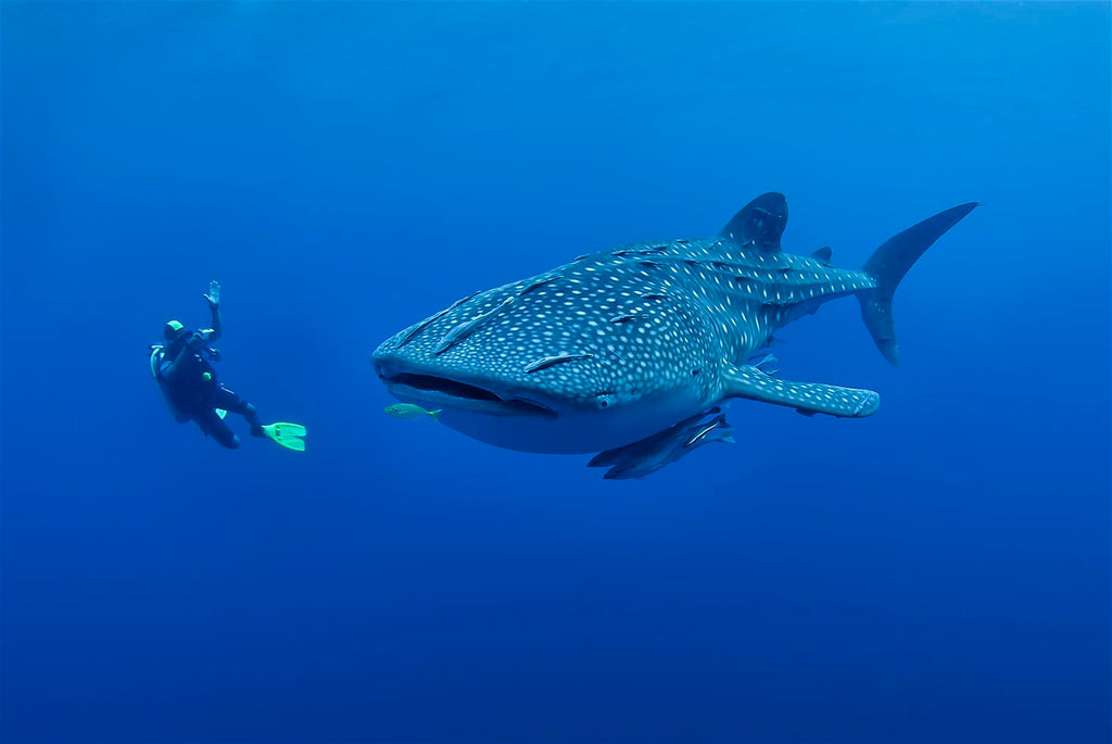 Ocean Safaris, Scuba Diving, Snorkeling 