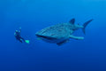Ocean Safaris, Scuba Diving, Snorkeling 