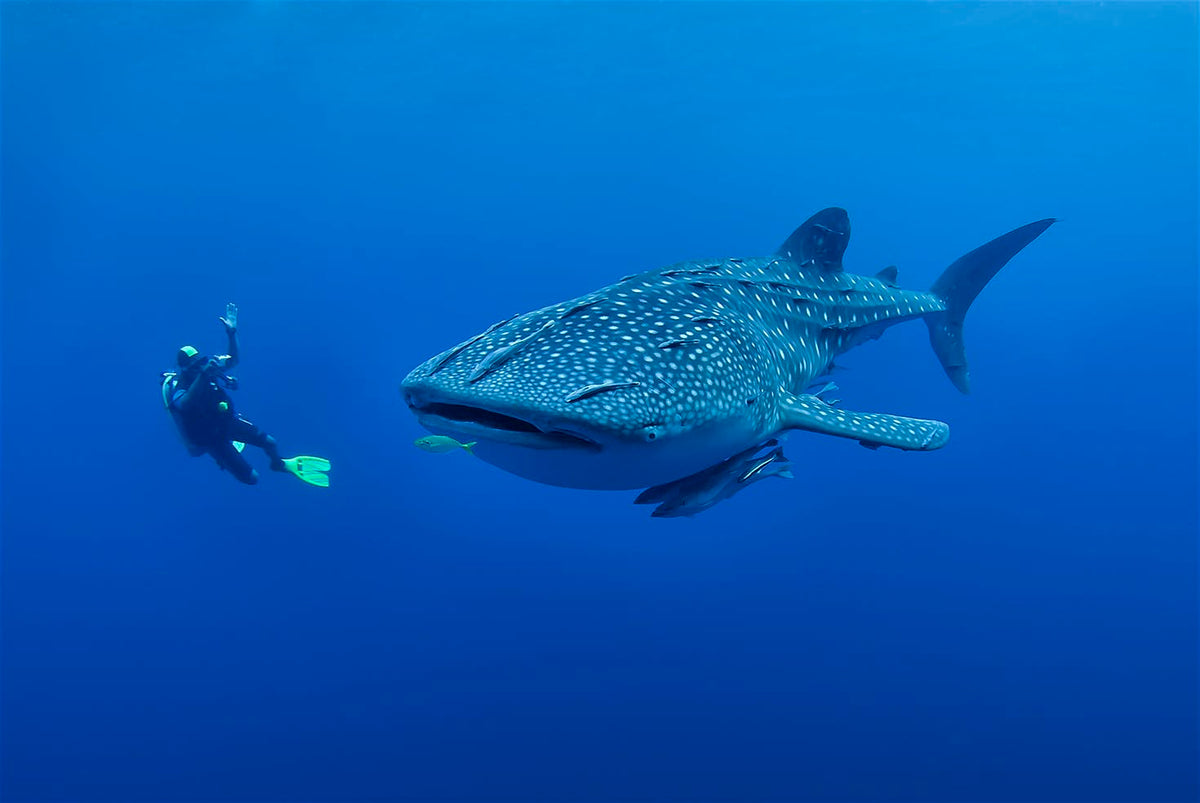 Ocean Safaris, Scuba Diving, Snorkeling