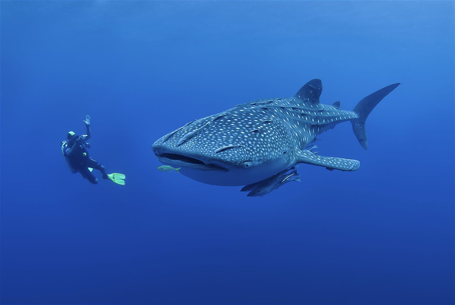 Ocean Safaris, Scuba Diving, Snorkeling 