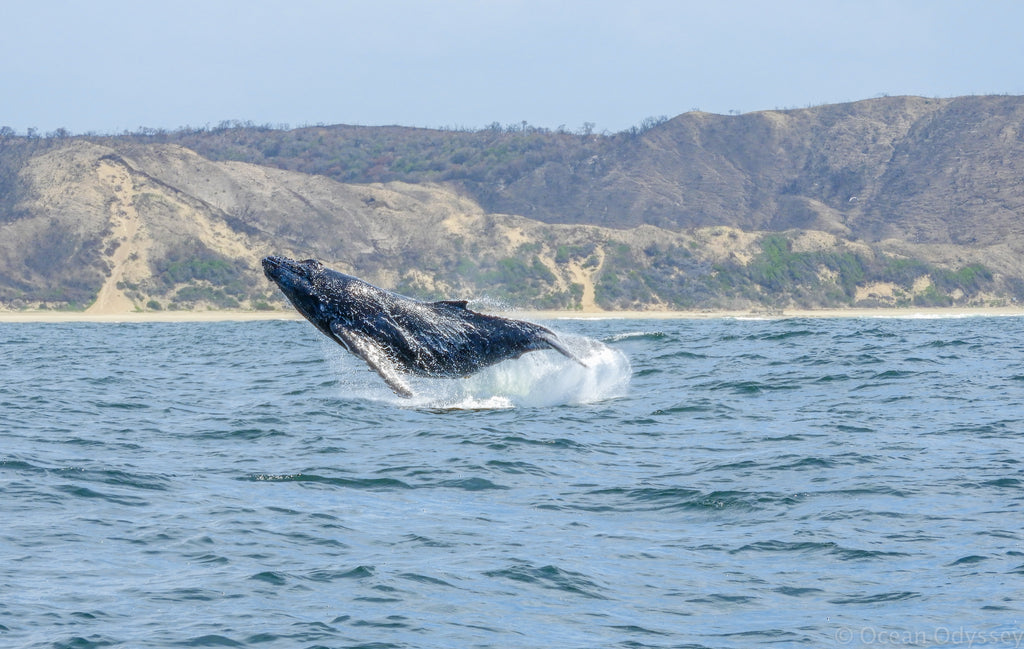 Humpback breach caught in mid air!