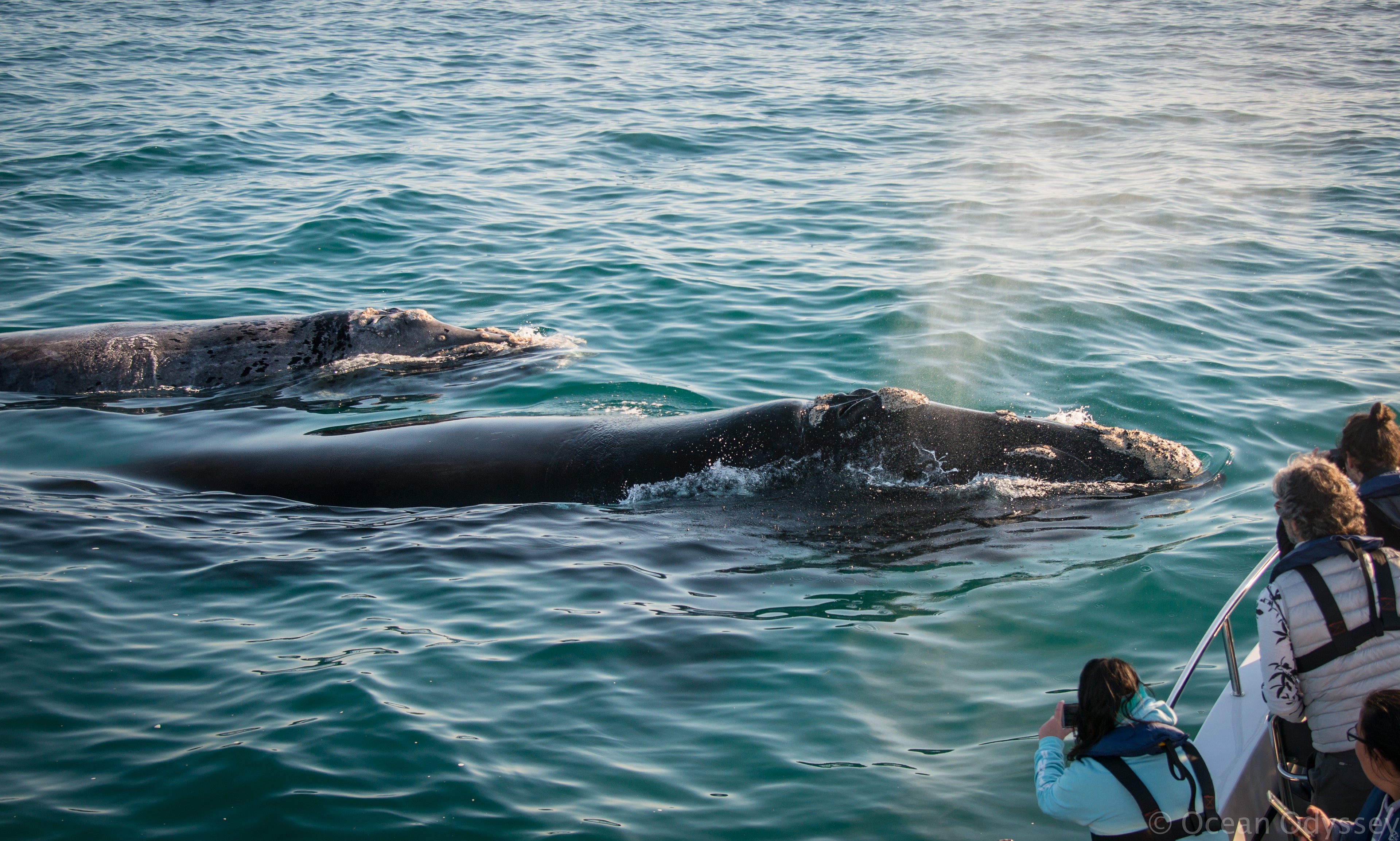 Southern Right whales curious of our presence