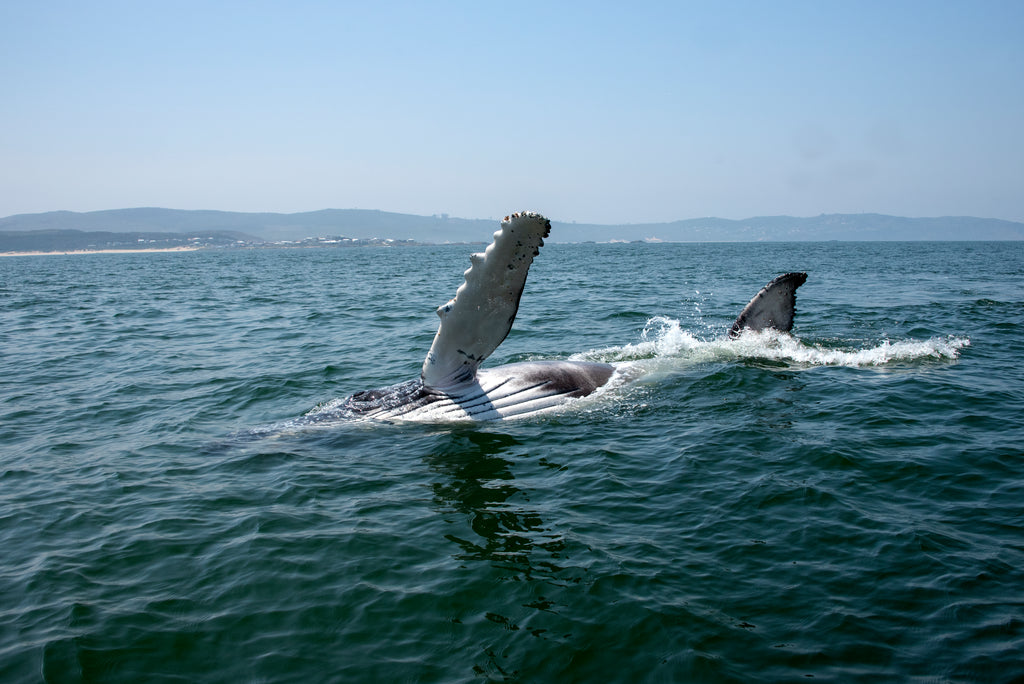Loads of action on the ocean with these majestic giants!