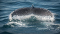 Humpback whale