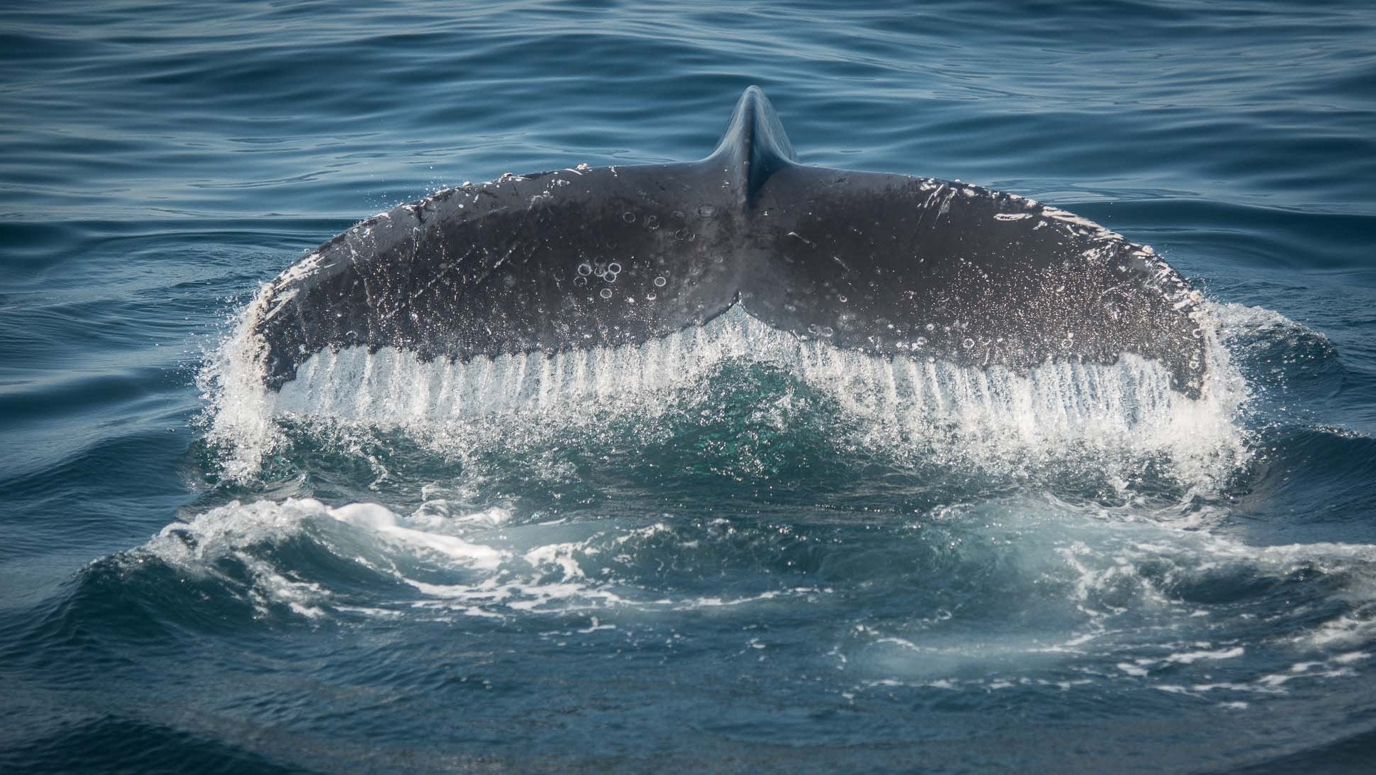 Humpback whale