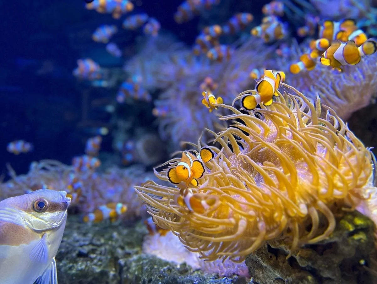 SEA LIFE Kelly Tarlton’s Aquarium